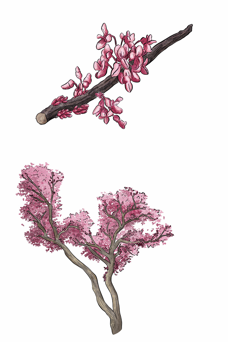 castello-di-tabiano-audioguida-illustrazione-albero-di-giuda